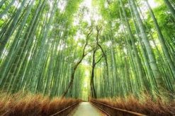 Tranh dán tường phong cảnh 442