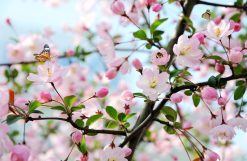 Tranh dán trần 3d 2015