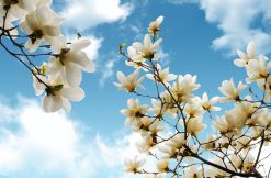 Tranh dán trần 3d 5993